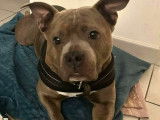 Chienne adulte de type American Bully à donner