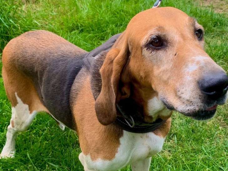 Prête pour l’adoption : chienne Anglo-Français de Petite Vénerie de 8 ans