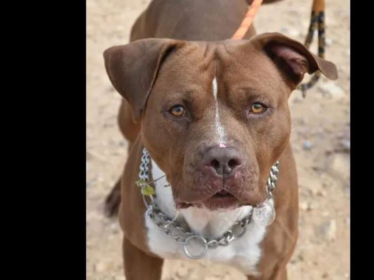 En attente d'un foyer : chien American Bully de 4 ans