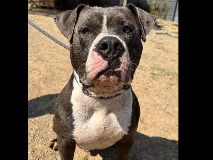 À accueillir : chien Dogue gris et blanc