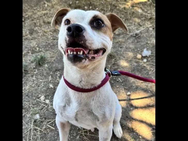 En quête d'un foyer : chienne de 5 ans