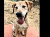 À accueillir : chien Labrador sable