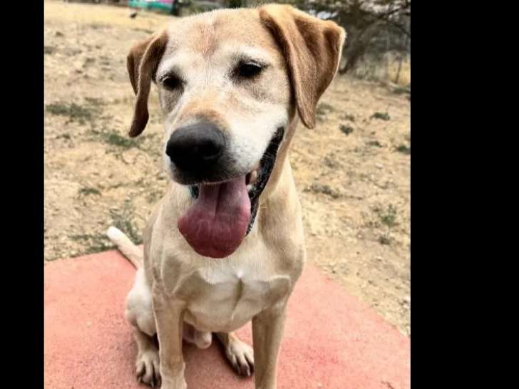 À accueillir : chien Labrador sable