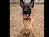 À la recherche d'une famille : chiot mâle Berger Malinois fauve