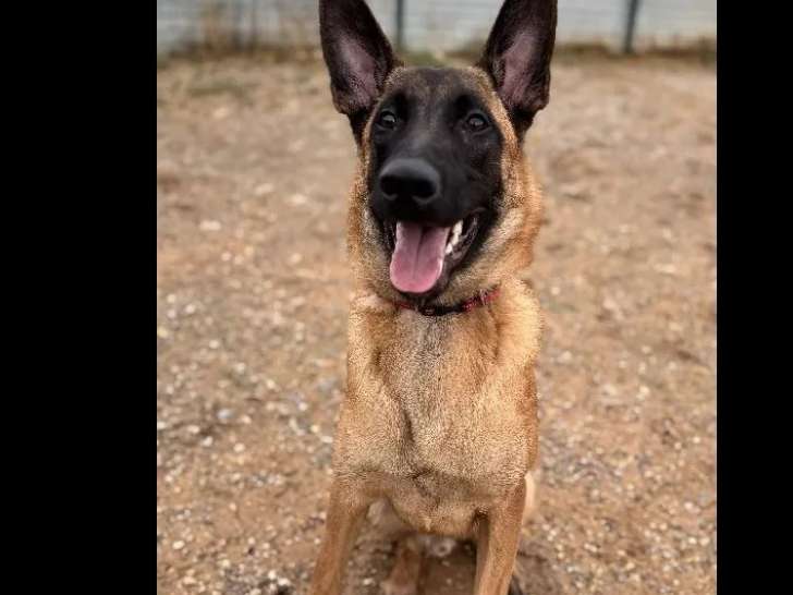 À la recherche d'une famille : chiot mâle Berger Malinois fauve