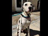 Chien Dalmatien noir et blanc à adopter
