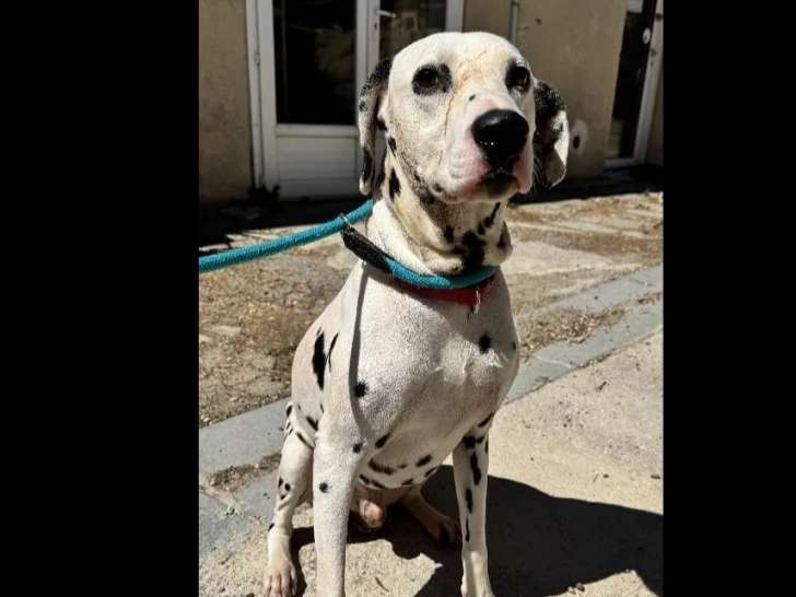 Chien Dalmatien noir et blanc à adopter