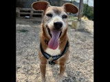 Chien Pinscher Nain marron et blanc disponible à l'adoption