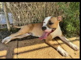Chienne Dogue d'un an en attente d'adoption