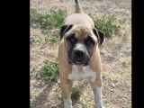 Chien Staffordshire Américain Terrier beige prêt pour l’adoption