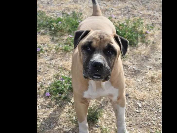Chien Staffordshire Américain Terrier beige prêt pour l’adoption