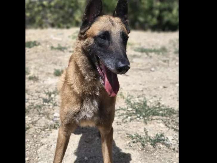 Chien Berger Malinois fauve charbonné en attente d’une famille