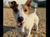 Chien Jack Russell marron et blanc à accueillir
