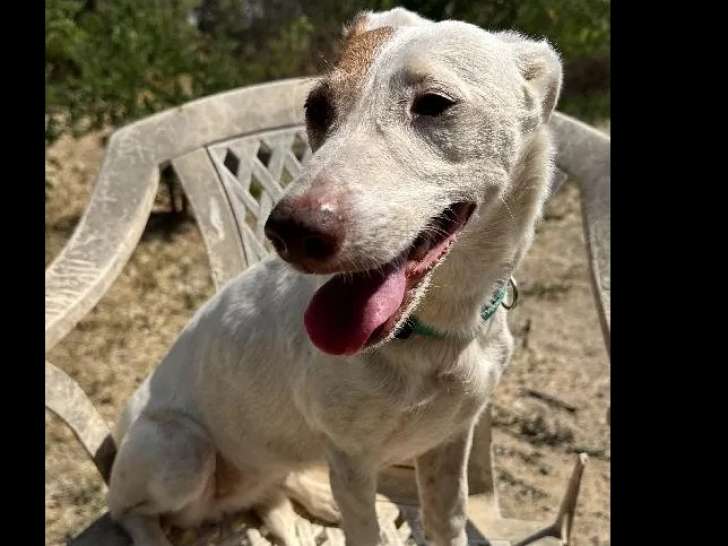 Chienne Jack Russell de 9 ans en quête d’une famille