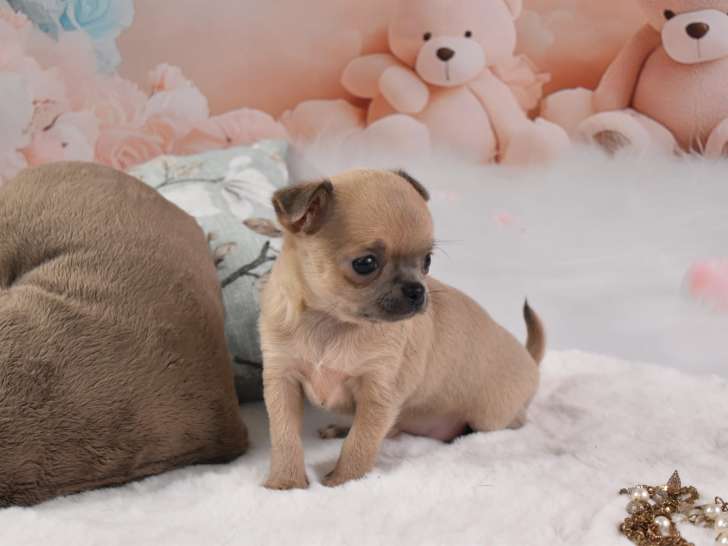 Magnifique femelle Chihuahua à poil court à vendre