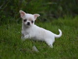 Magnifique femelle Chihuahua à poil court à vendre