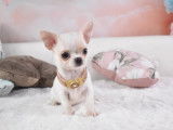 Magnifique femelle Chihuahua à poil court à vendre
