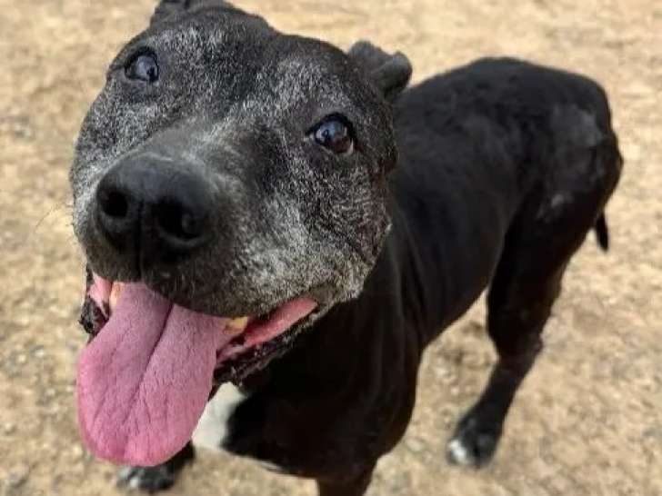 Chienne American Pit Bull Terrier noire à la recherche d’un foyer