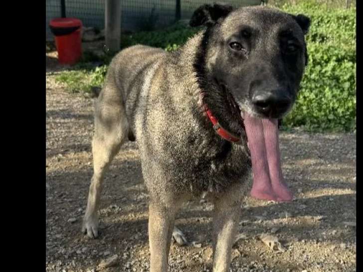 À adopter, chien Berger Malinois noir et beige