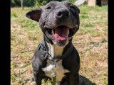 Disponible à l'adoption, chien American Pit Bull Terrier gris et blanc