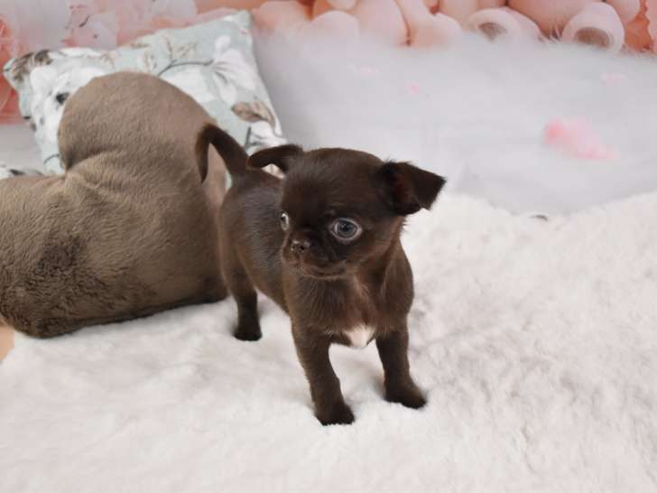 Sublime mâle Chihuahua à poil court à vendre