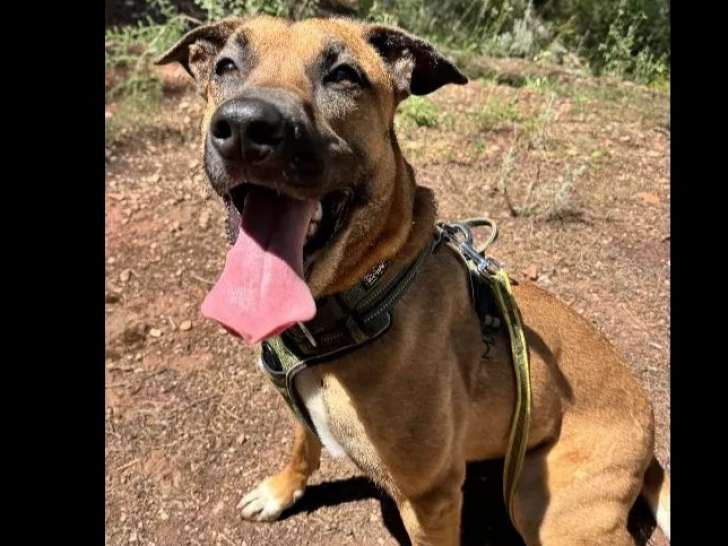 En attente d'adoption, chienne Berger Malinois de 2 ans