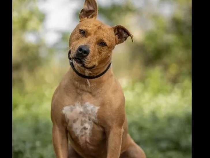 En attente d'une famille, chien Staffordshire Américain Terrier de 8 ans