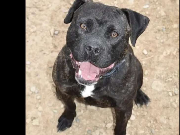 À accueillir, chien American Pit Bull Terrier bringé