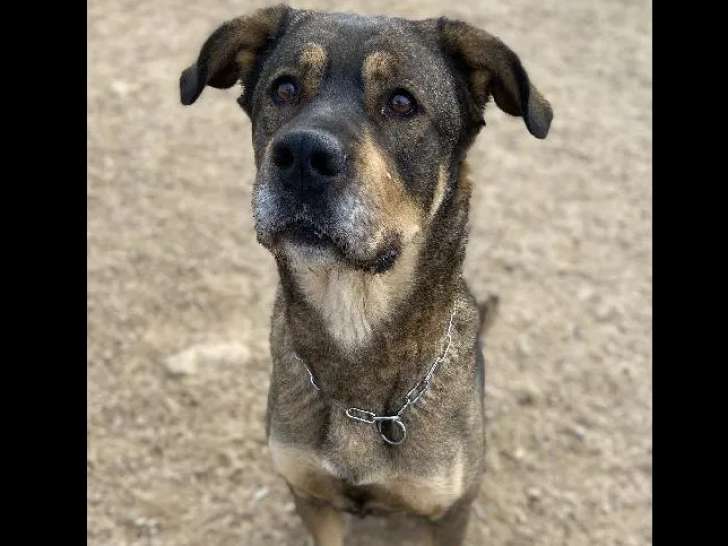 En quête d'un foyer, chienne Berger de 7 ans