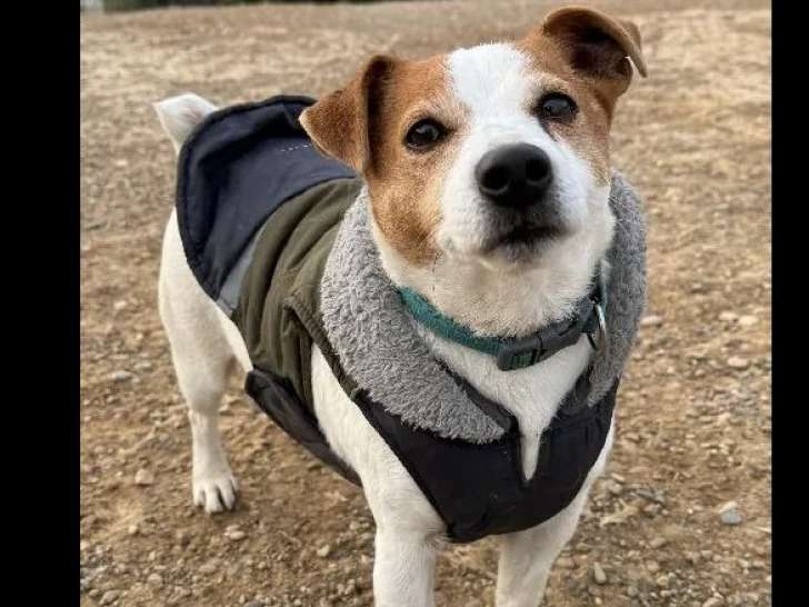 À la recherche d'un foyer, chien Jack Russell marron et blanc