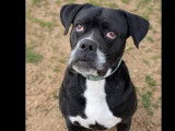 À adopter : chien Cane Corso noir et blanc