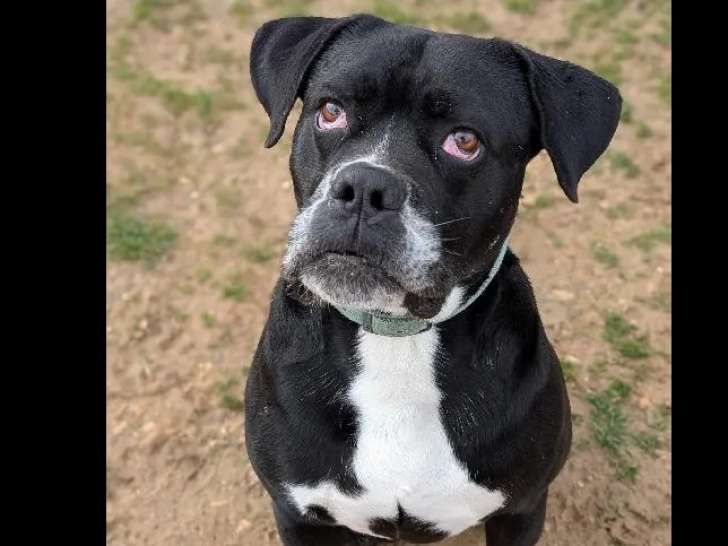 À adopter : chien Cane Corso noir et blanc