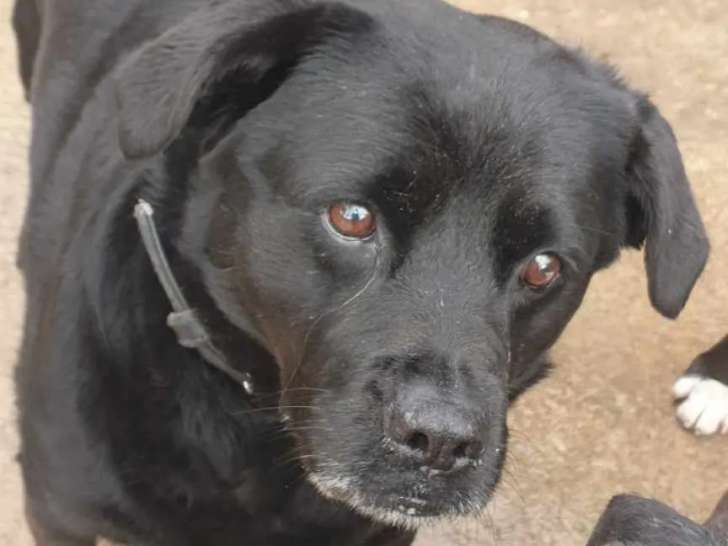 Disponible à l'adoption : chienne Labrador de 10 ans