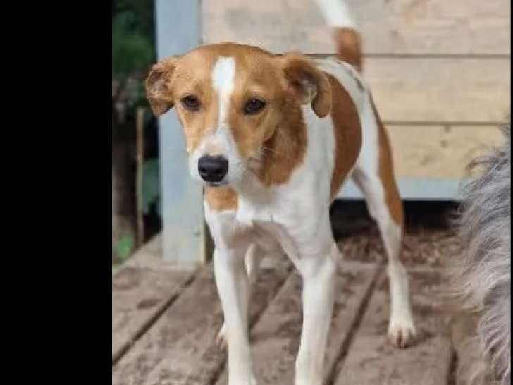En attente d'adoption : chienne marron et blanche