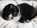 Magnifiques chiots Border Collie avec pedigree Saint-Hubert à vendre