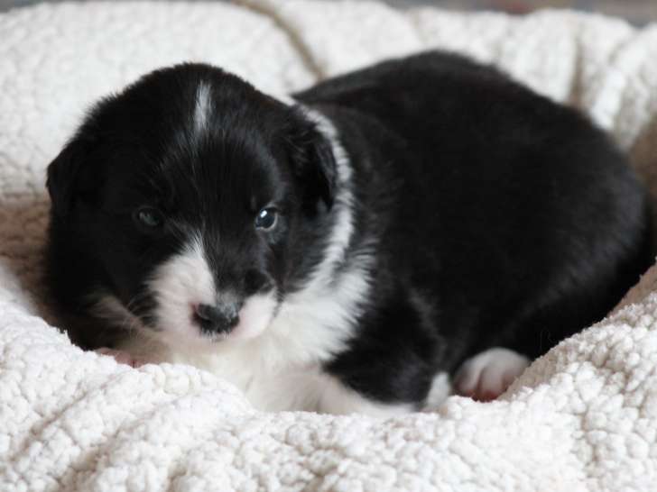 Magnifiques chiots Border Collie avec pedigree Saint-Hubert à vendre