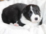 Magnifiques chiots Border Collie avec pedigree Saint-Hubert à vendre