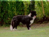 Magnifiques chiots Border Collie avec pedigree Saint-Hubert à vendre