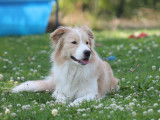 Magnifiques chiots Border Collie avec pedigree Saint-Hubert à vendre