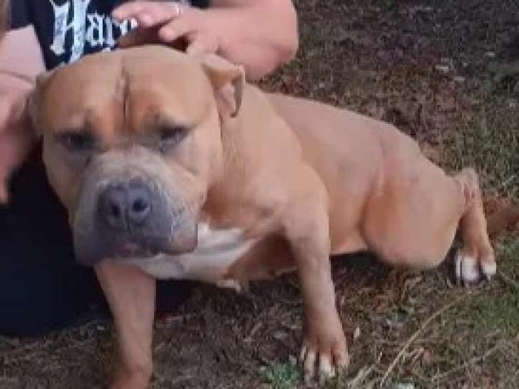 Prête pour l’adoption : chienne fauve