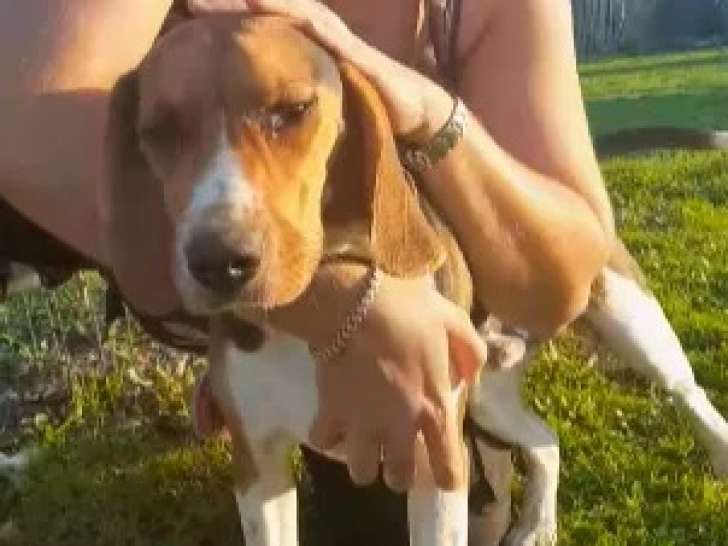 À accueillir : chiot mâle Beagle tricolore