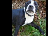 En quête d'une famille : chien Staffordshire Bull Terrier d'un an