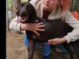 Adoption disponible : chienne de couleur marron