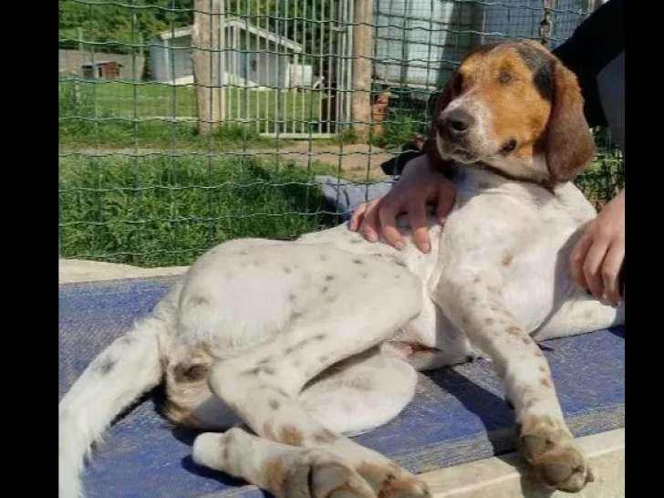 À la recherche d’un foyer : chienne Ariégeois de 3 ans