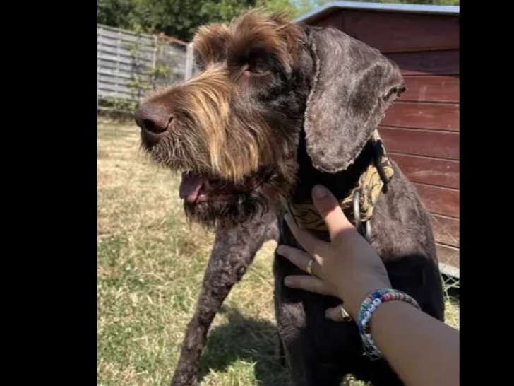 Chien au pelage marron à adopter