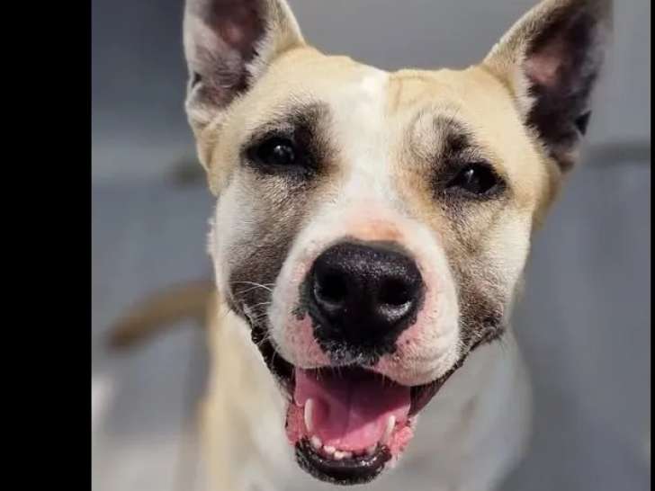 Chienne beige en attente d'adoption