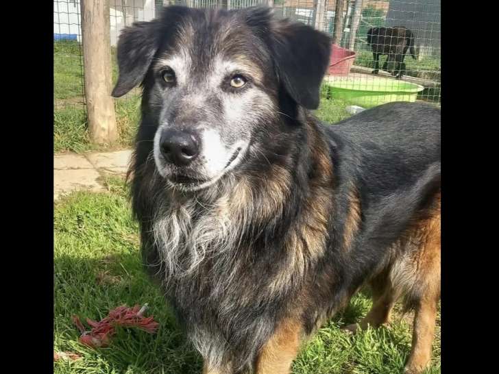 Chien noir et feu prêt pour l’adoption