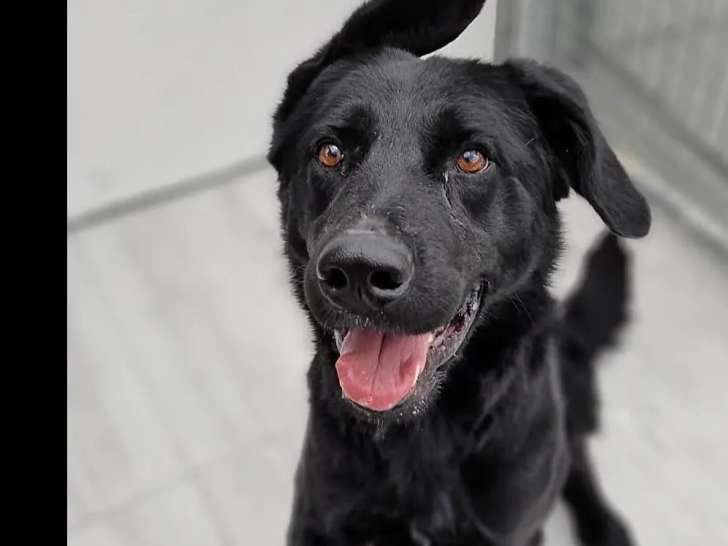 Chien de couleur noire en attente d'une famille