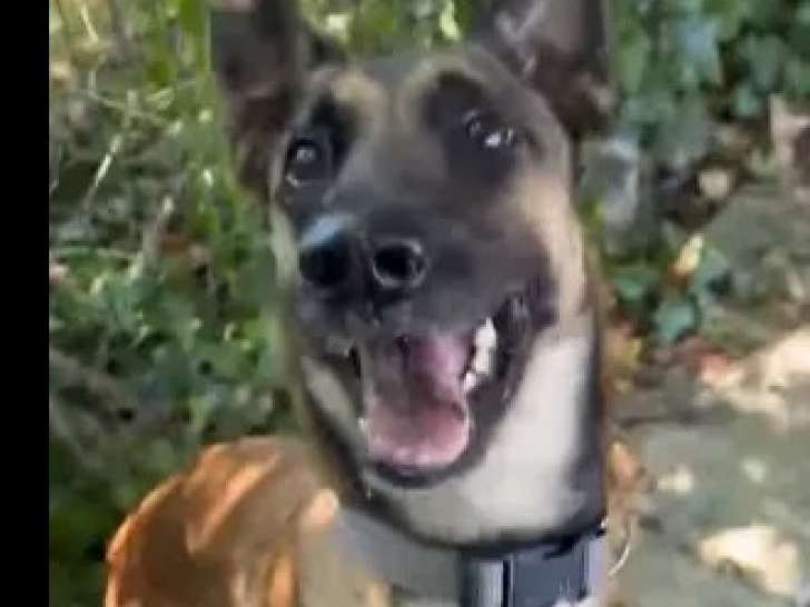 Chienne fauve charbonnée à accueillir
