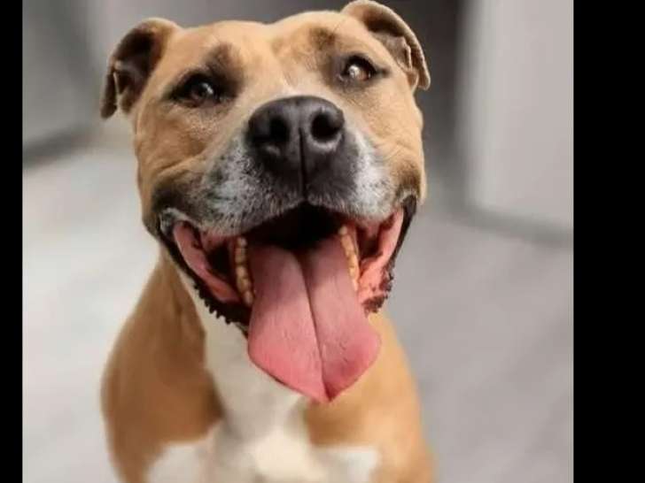 Chienne Boxer fauve en quête d'une famille